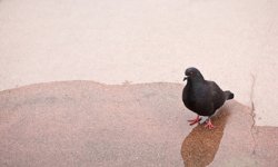 Learn about superstitious pigeons.