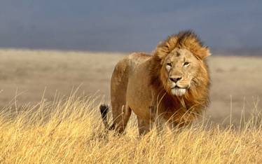 Body Language of Animals