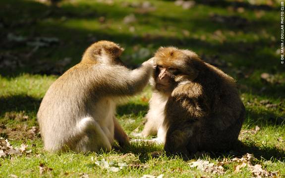Animal Communication - Psychologist World Animal Communication - Psychologist World