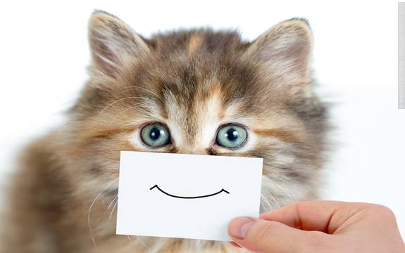Do Animals Experience Emotions? - Psychologist World Do Animals Experience Emotions? - Psychologist World